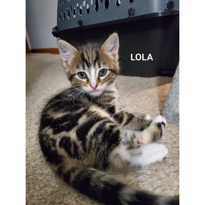 Lola