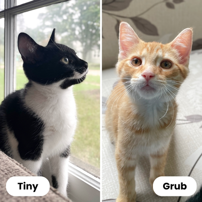 Tiny and Grub 1